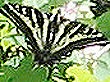Butterfly-Moth.com