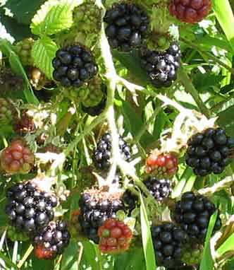 Wild blackberries in our yard