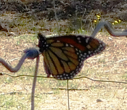 Monarch Butterfly, Redding, CA., June 6, 2015