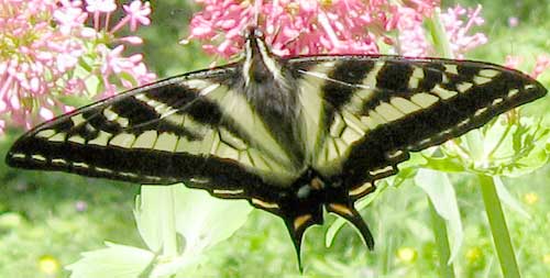 Pale Swallowtail, Swisshome, Oregon, May 30, 2009