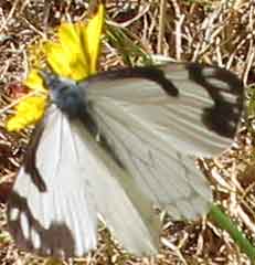 Pine White Butterfly partially open