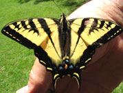 Tiger Swallowtail Butterfly(Western)