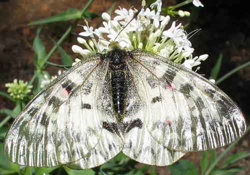 Clodius Parnassian  butterfly