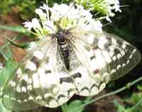 Clodius Parnassian butterfly